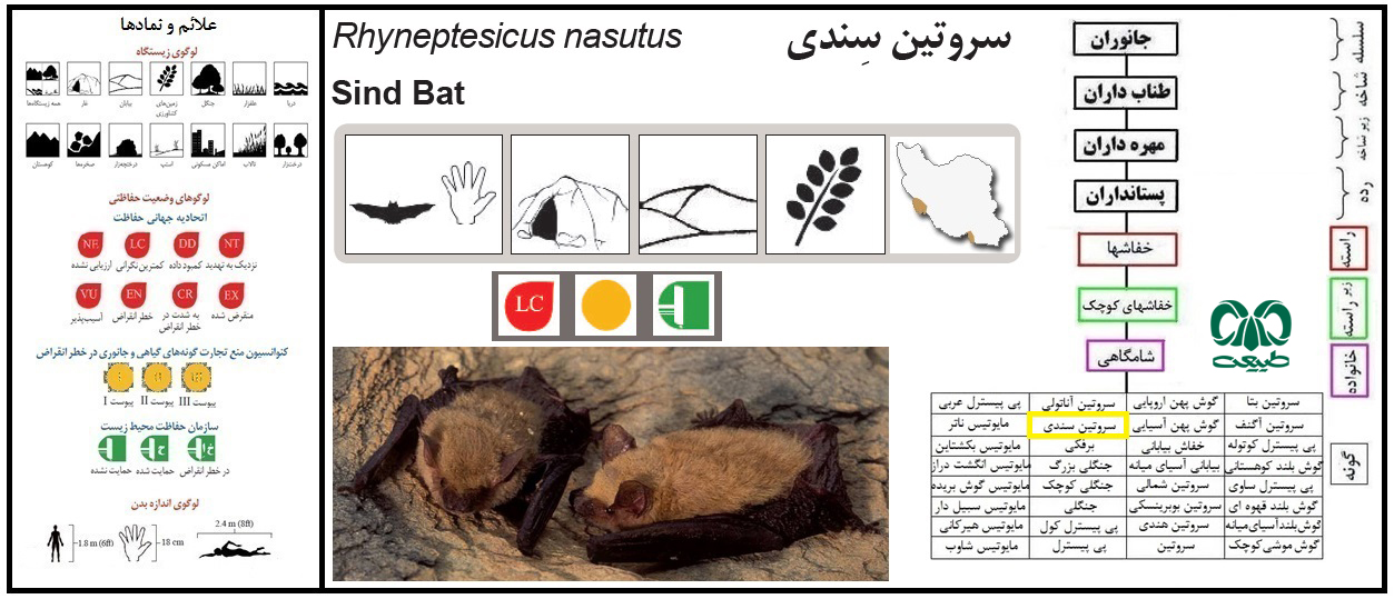 خفاش سروتین سندی